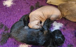 Mexicaanse Naakthond honden te koop: Mexicaanse Naakthond Miniatuur, Xolo, met vacht - Afbeelding 4