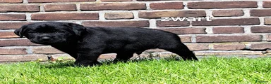 Labrador Retriever Puppy 9