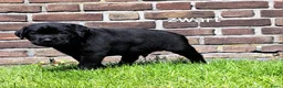 Labrador Retriever honden te koop: Labrador kruising - Advertentie 11