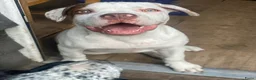 Kruising honden te koop: American pocket bully kruising  in Breda - Advertentie 2