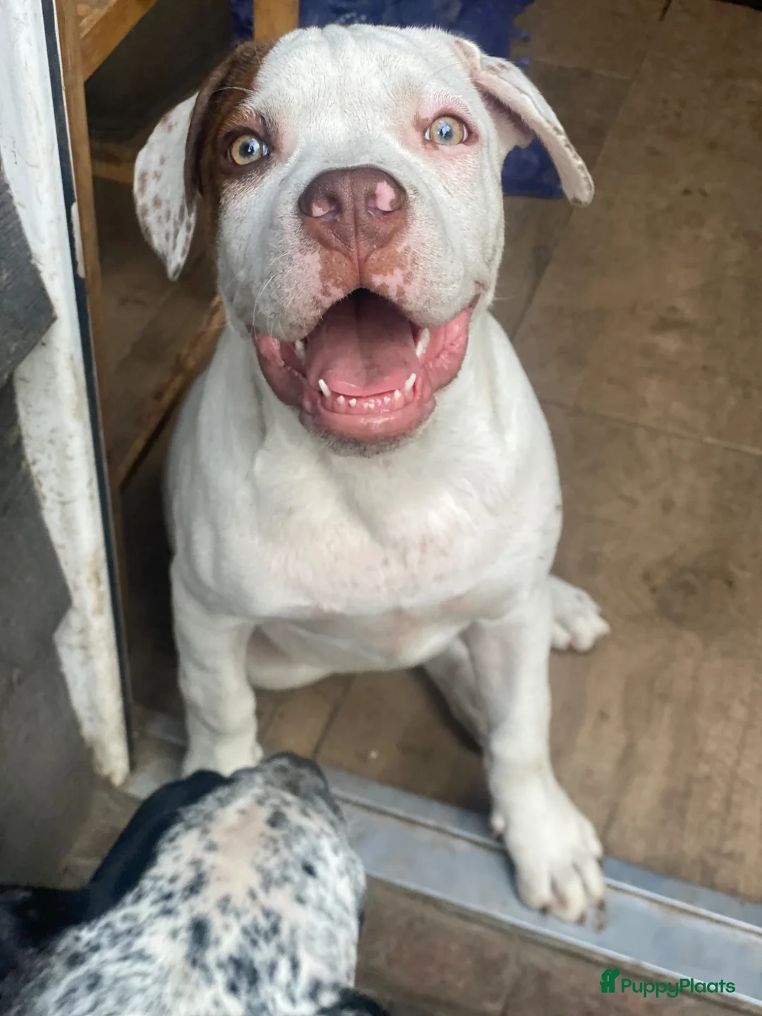 Kruising honden te koop: American pocket bully kruising  in Breda - Advertentie 2