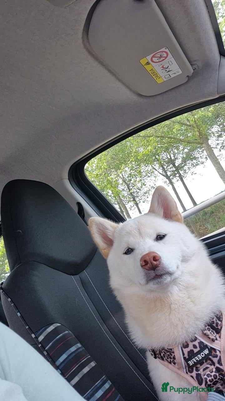 Kruising honden Shiba inu x pomsky 10 maanden - Advertentie 17