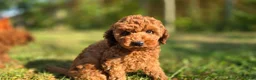Kruising honden te koop: Poedel pups te koop toy als dwergpoedel in Sas van Gent - Advertentie 5