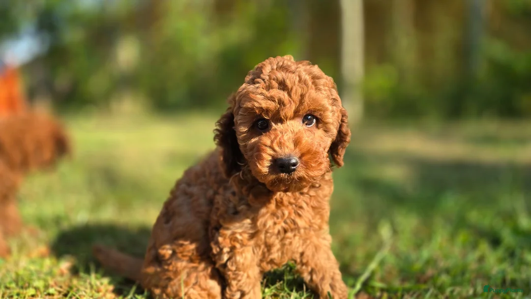 Kruising honden te koop: Poedel pups te koop toy als dwergpoedel in Sas van Gent - Advertentie 5