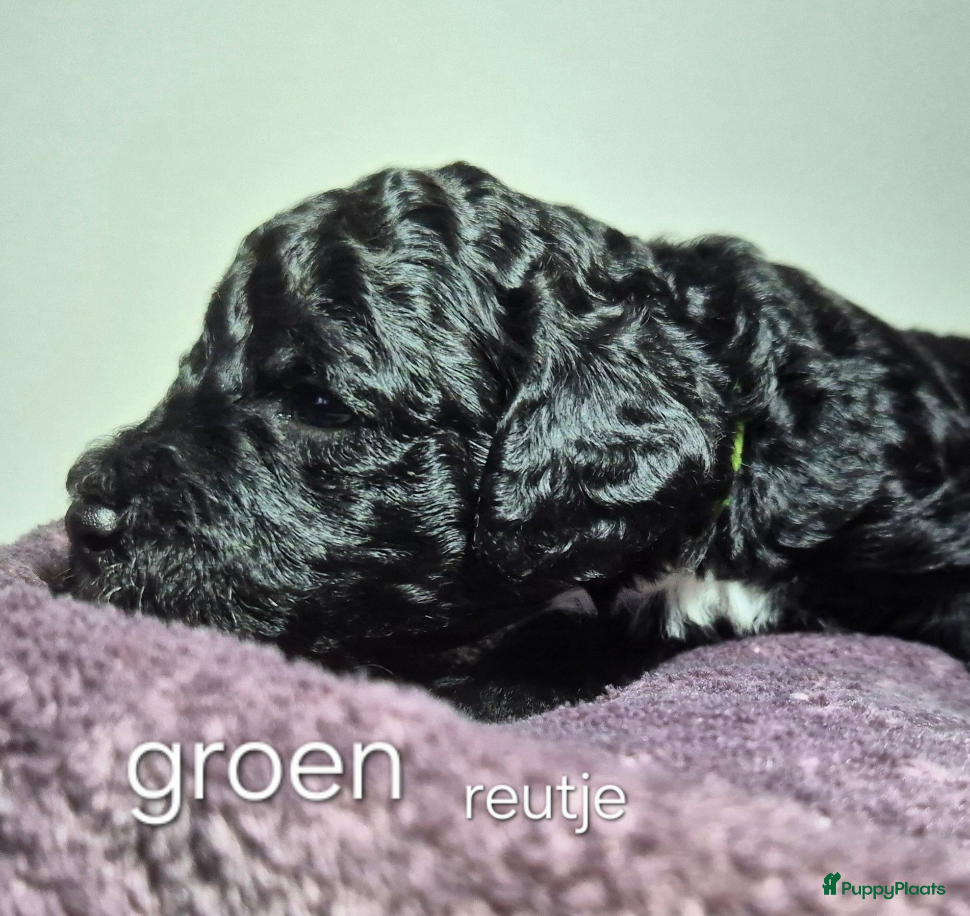 Cockapoo honden Cockapoo puppy's  - Advertentie 2