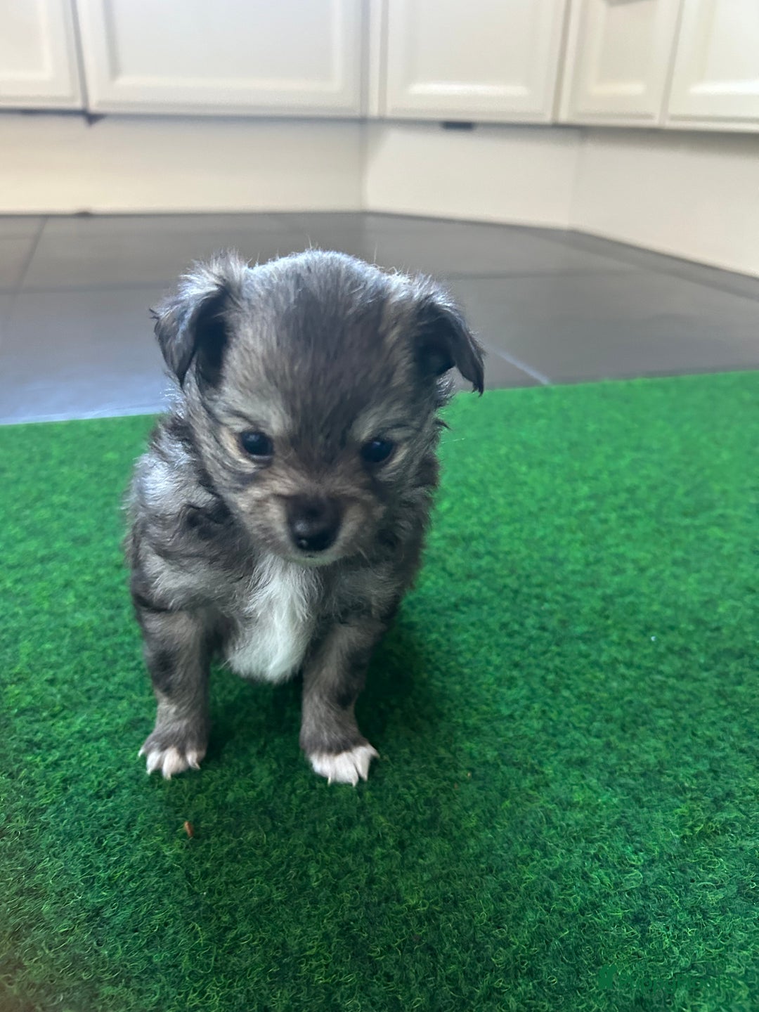 Pomchi honden te koop: Pomchi reutje - Advertentie 32