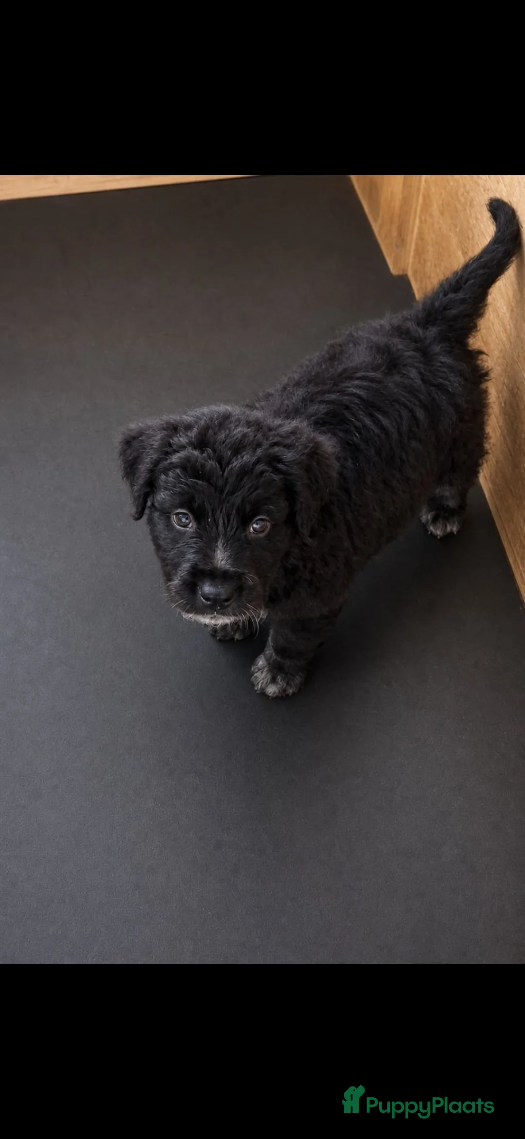 Kruising honden te koop: Bijzondere kruising / Bernsky + Friese Langhaar  - Advertentie 2