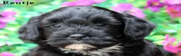 Kruising honden te koop: Boompoo pups - Advertentie 17