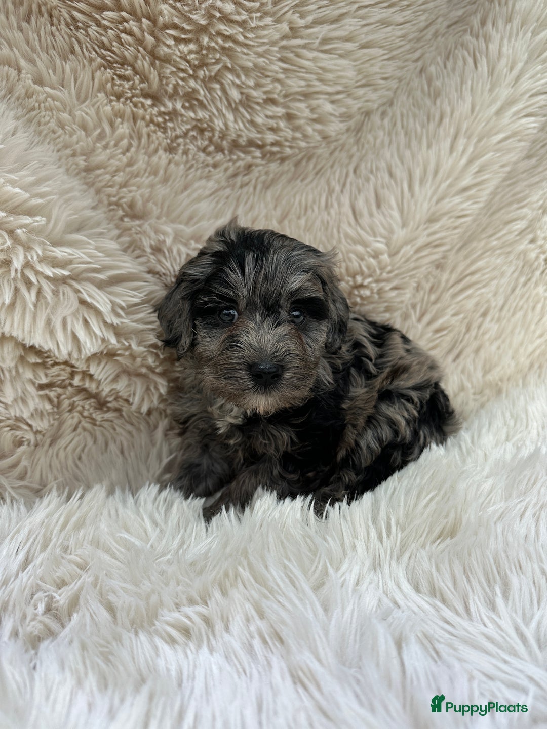 Poedel Toy honden te koop: Toy poedel teefjes - Advertentie 3