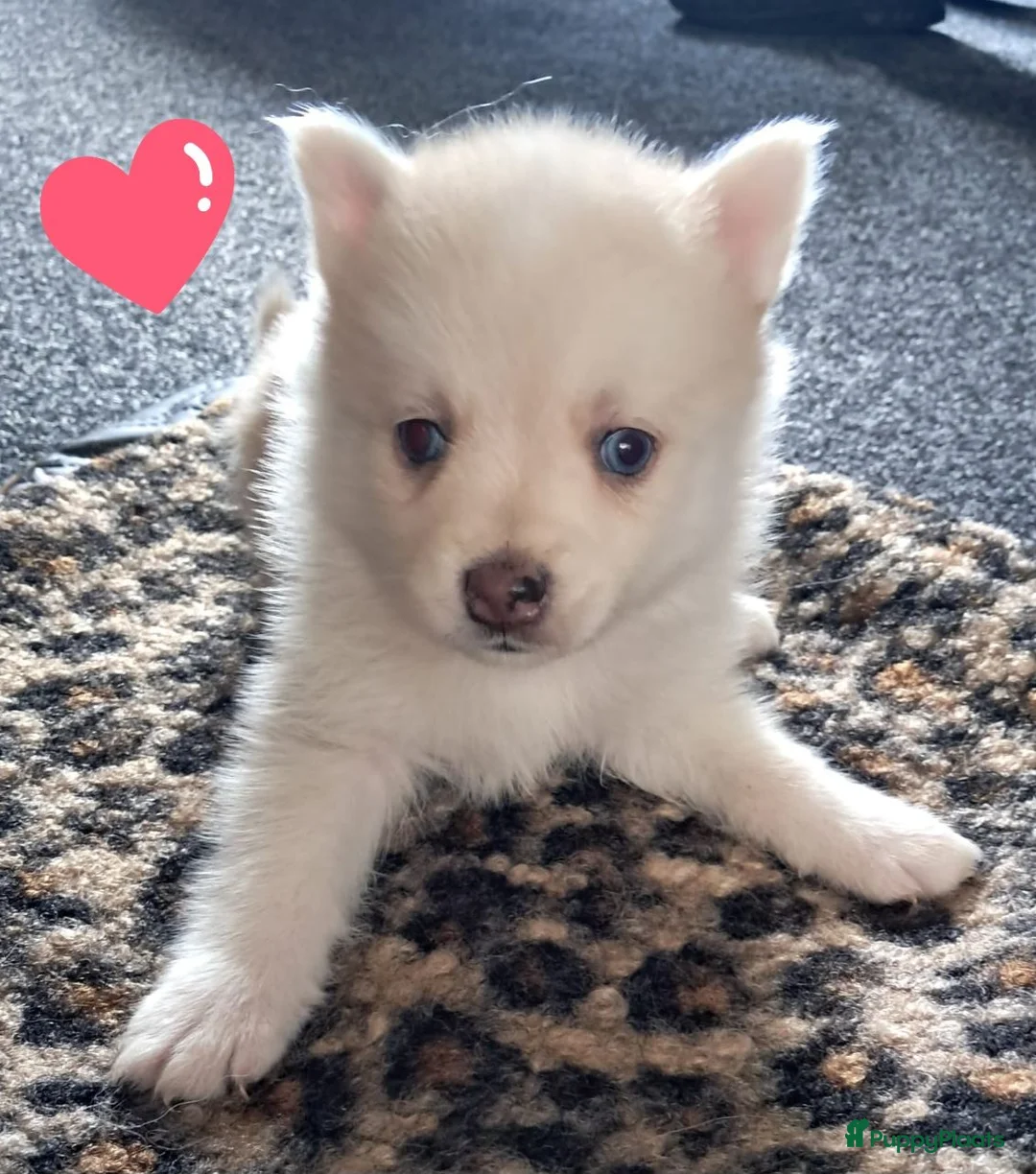 Pomsky honden te koop: Pomsky pups - Advertentie 2