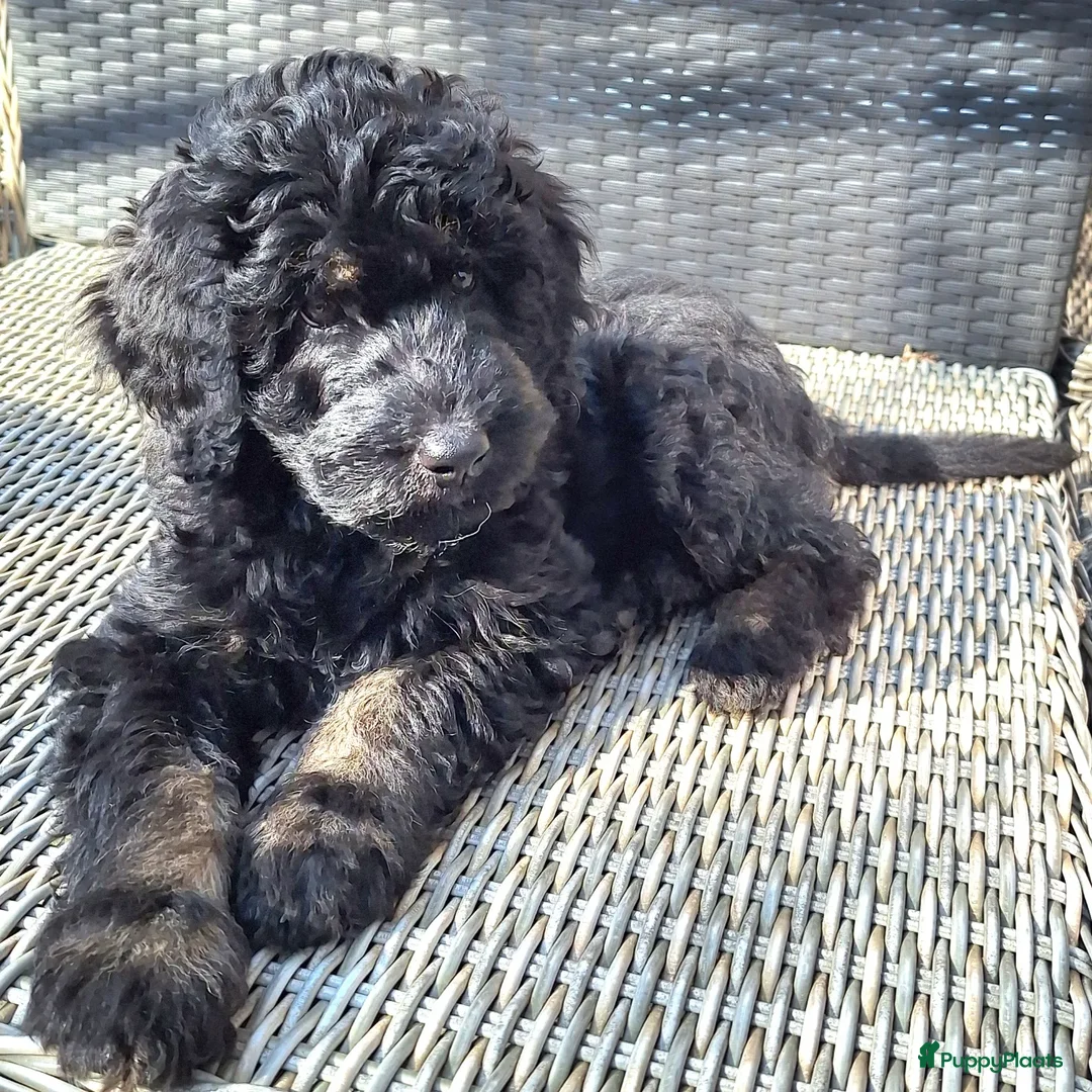 Bernedoodle honden te koop: Bernedoodles multigen - Afbeelding 21