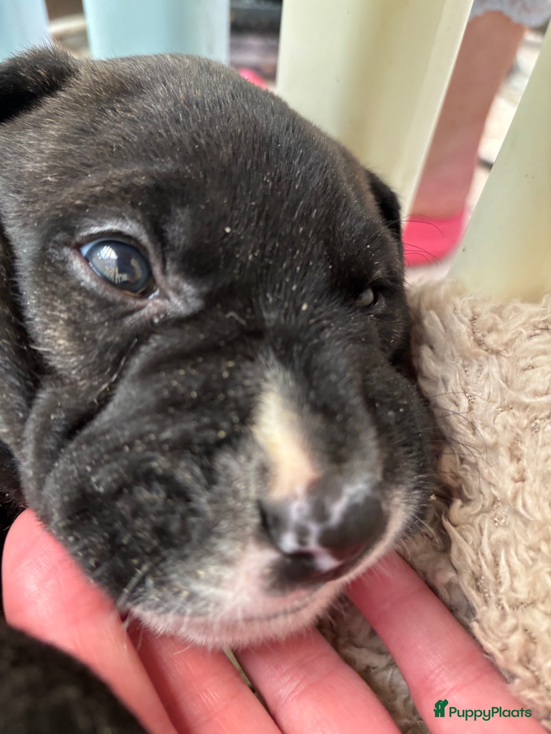 Kruising honden te koop: Mooie Presa/Fila 🥰 mastiff pups zoeken personeel  - Afbeelding 31