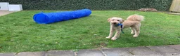 Goldendoodle honden te koop: Goldendoodle Pups verwacht 09/06 - Advertentie 12