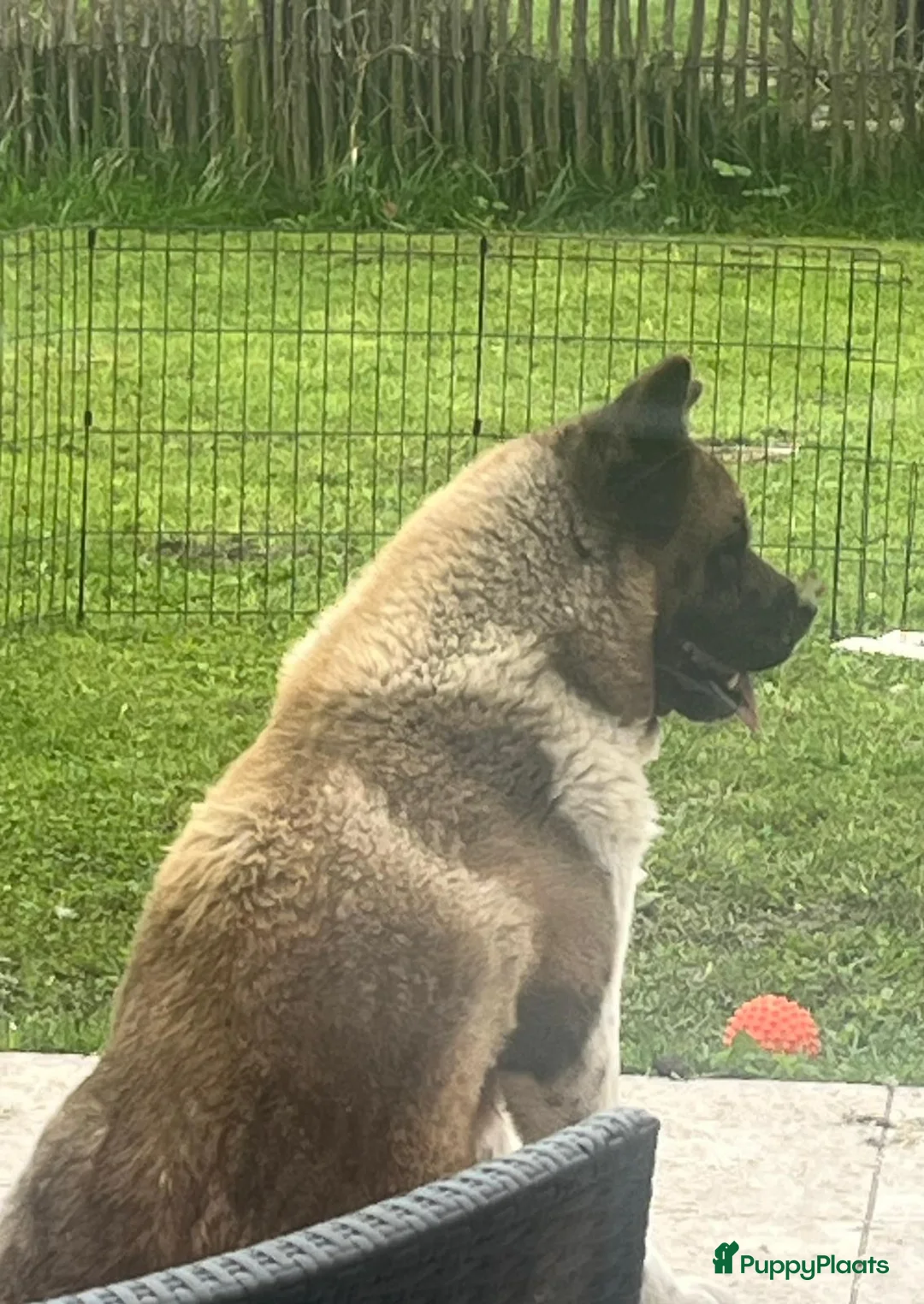American Akita honden te koop: Zara en Zena zoeken nog een gouden mand :-) in Sluis - Advertentie 1