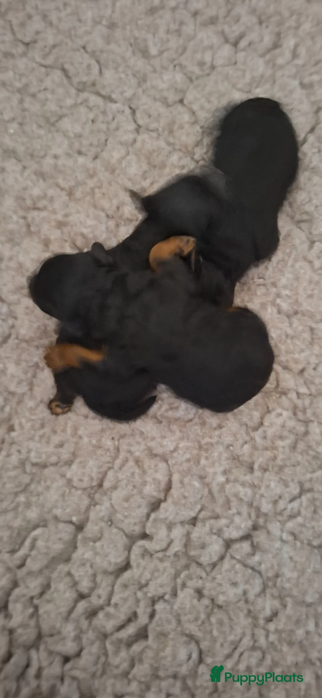 Kruising honden te koop: 🩷💙GEBOREN Toy / dwerg poedel pups STAMBOOM 🩷💙 - Advertentie 2