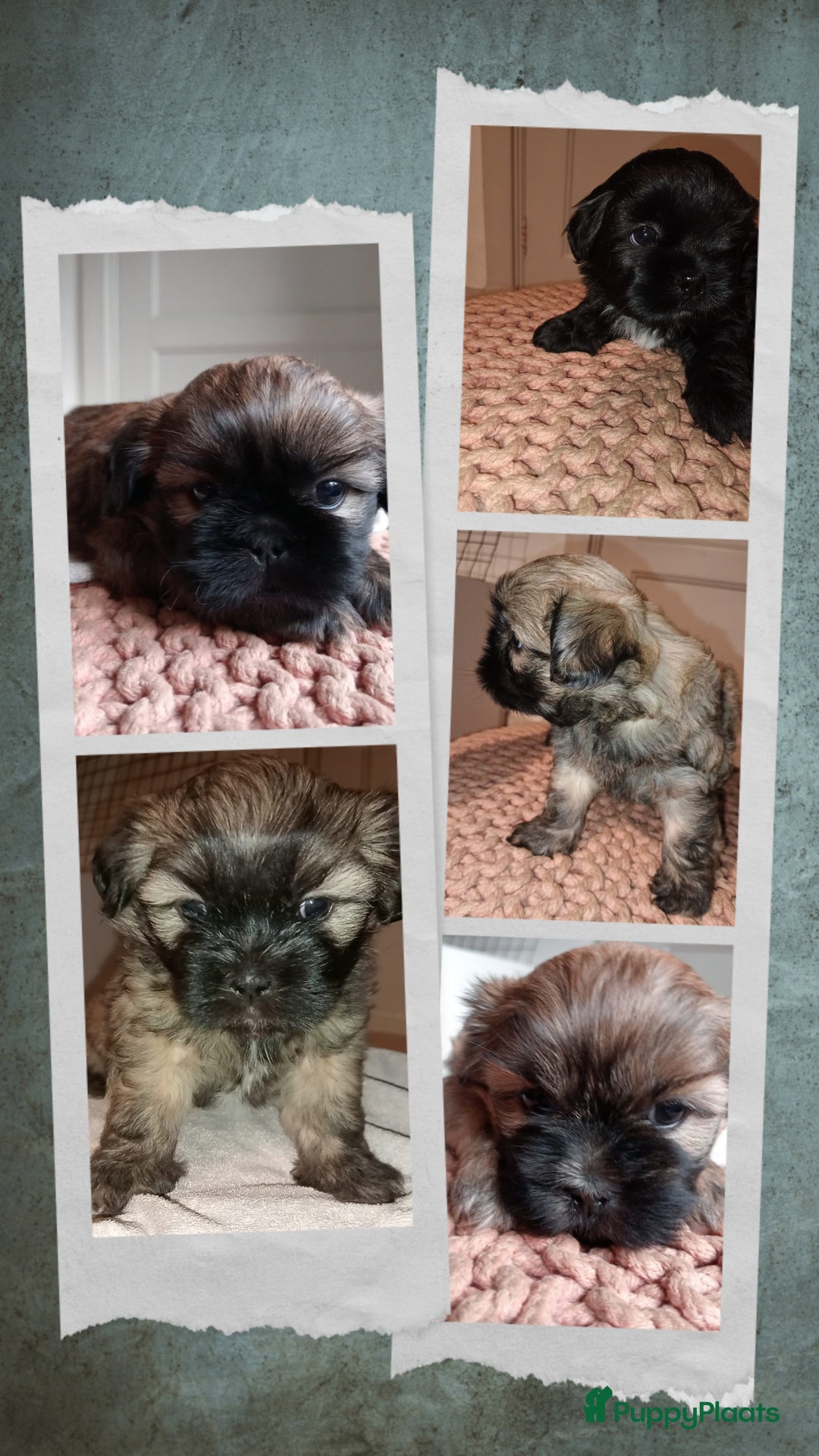 Boomer honden te koop: Super liever Boomer puppy's - Advertentie 2