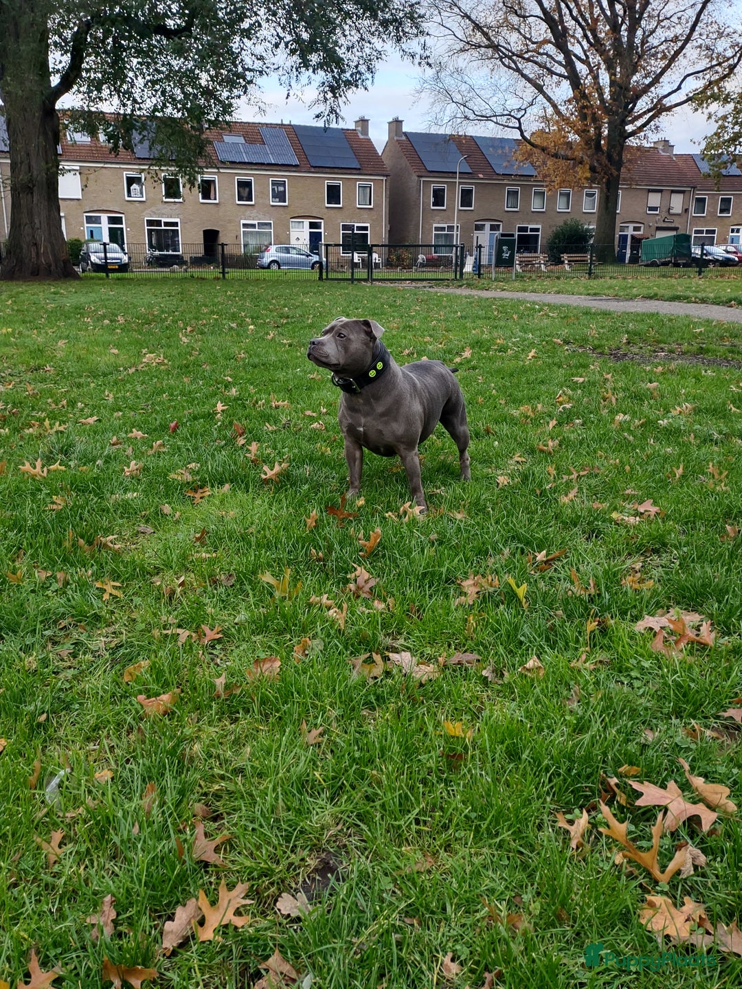 Engelse Stafford honden te koop: Engelse Staffordshire Bull terrier, Laatse Pup! - Advertentie 13