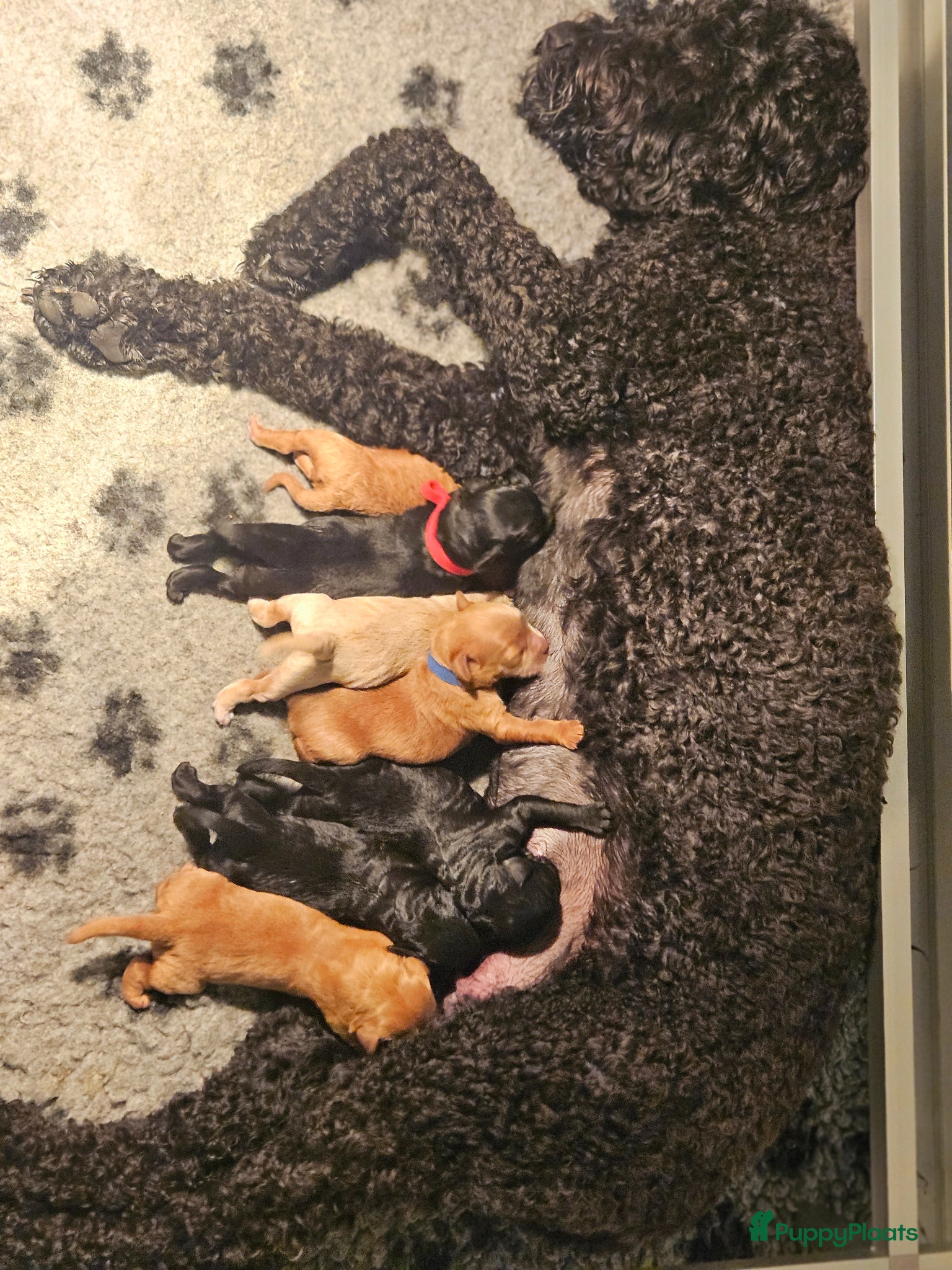 Australian Labradoodle honden Prachtige medium labradoodle pups - Advertentie 1