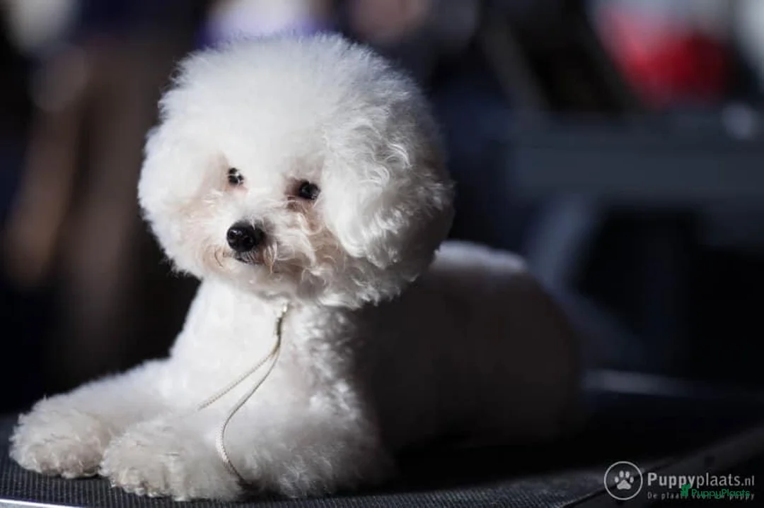 Galerij afbeelding {{count}}