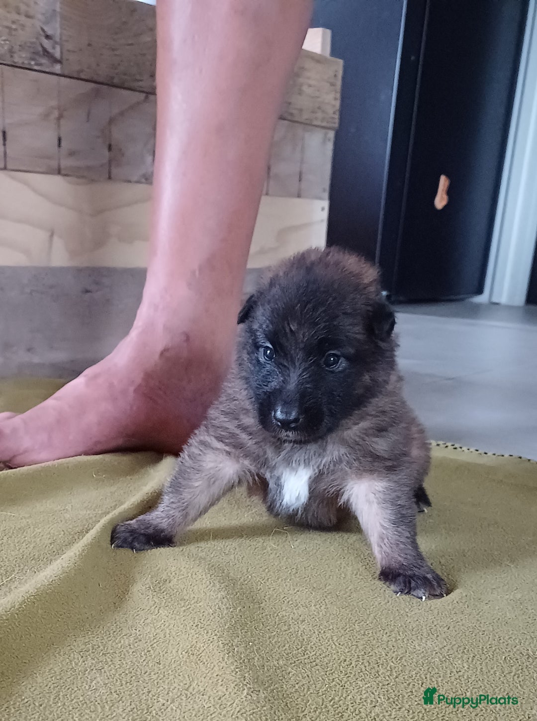Tervuerense Herder honden te koop: Tervuerense herder pups - Afbeelding 6