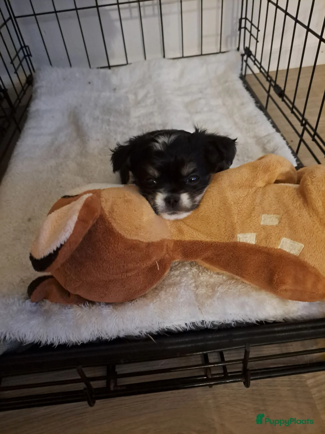 Chihuahua honden te koop: Mooie chihuahua pups - Advertentie 2