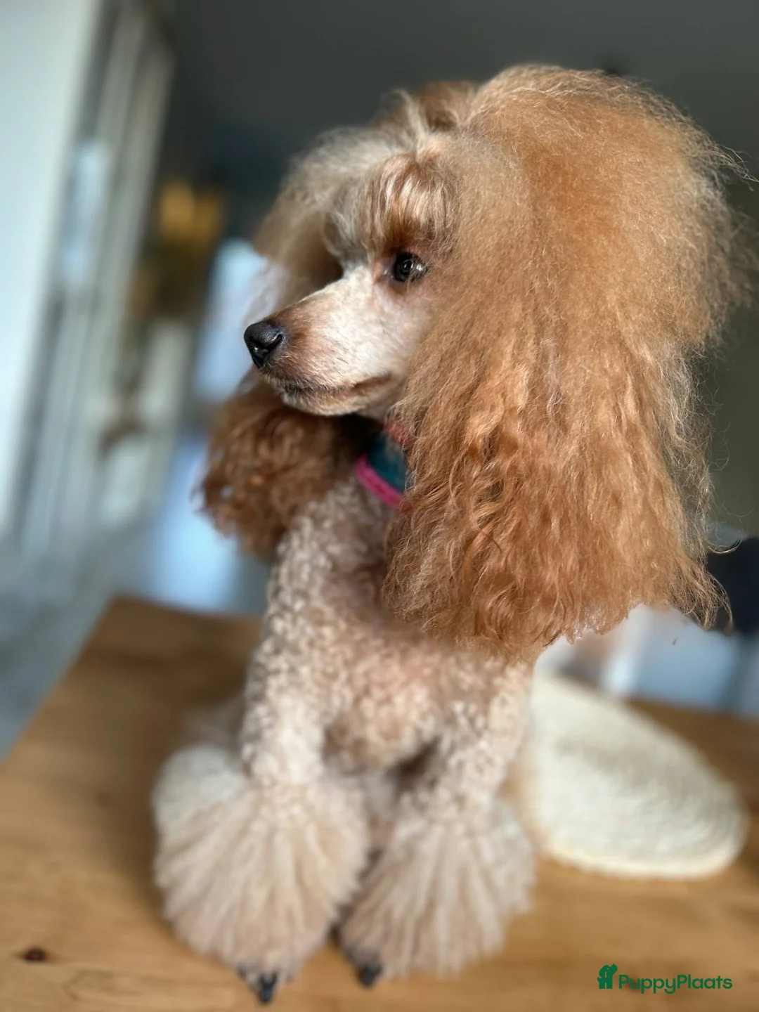 Galerij afbeelding {{count}}