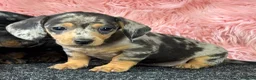 Teckel (korthaar)  honden te koop: Dwergteckel pups  in Vlagtwedde - Advertentie 9