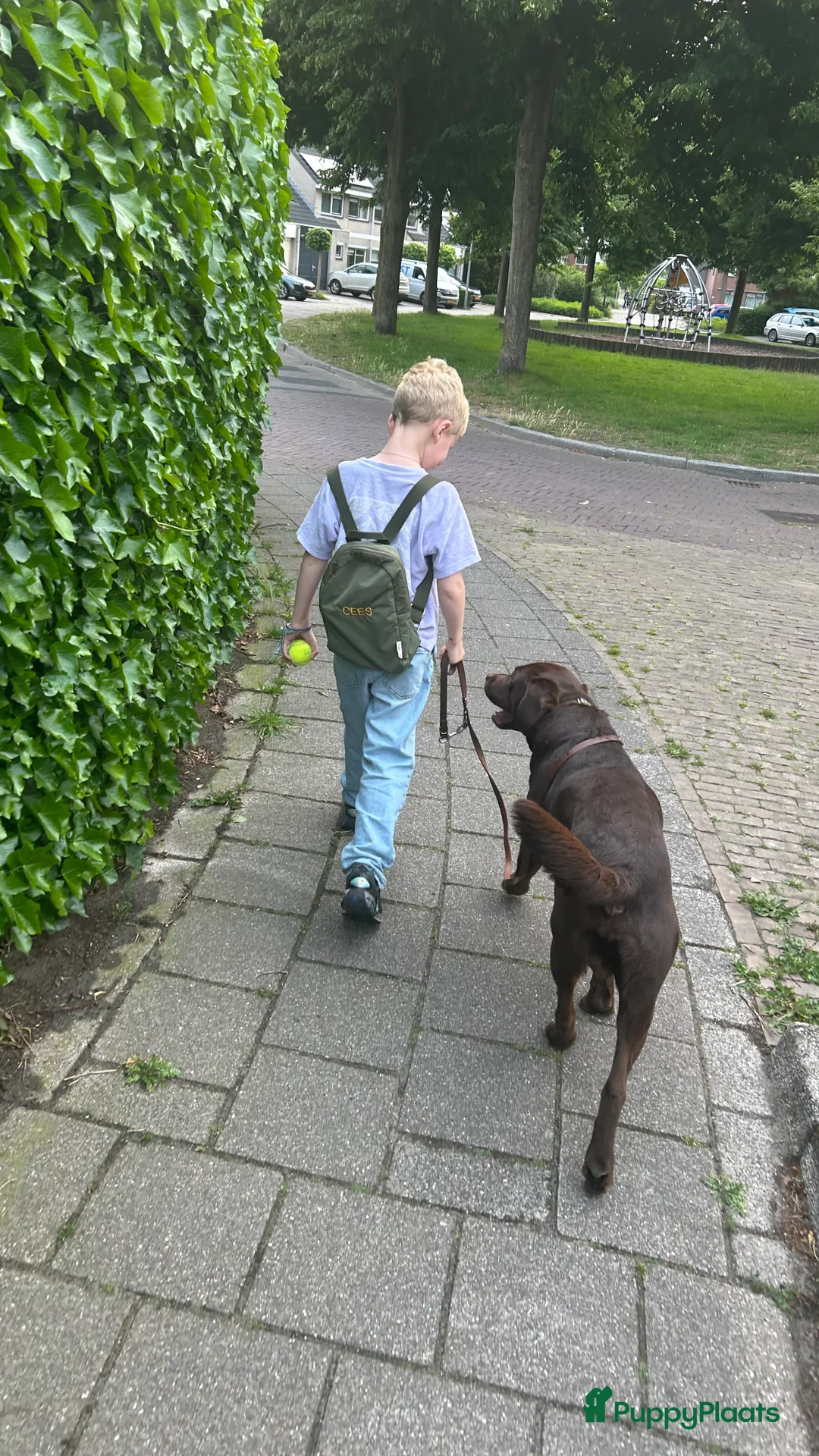 Labrador Retriever honden ter dekking: Mooie reu ter dekking aangeboden  - Advertentie 3