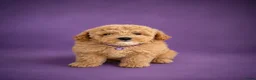 Maltipoo honden te koop: Prachtige maltipoo pups  - Advertentie 8