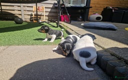 Jack Russel Terriër honden te koop: Lieve jack russel pups - Afbeelding 7