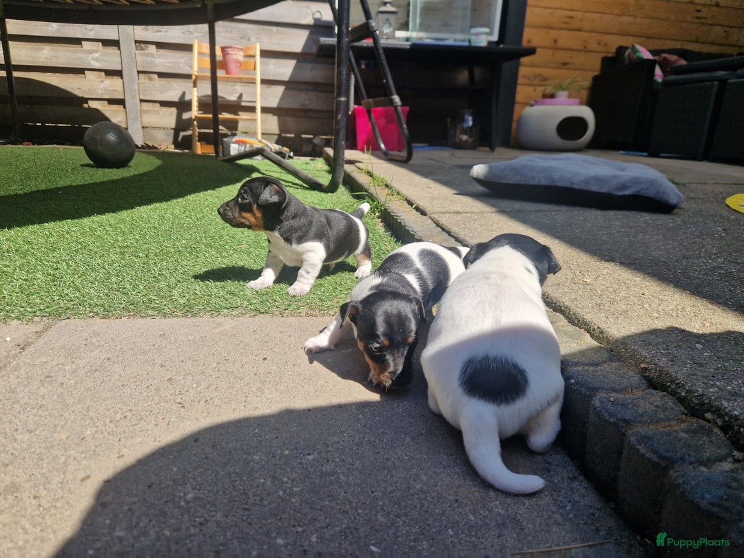 Jack Russel Terriër honden te koop: Lieve jack russel pups - Afbeelding 7
