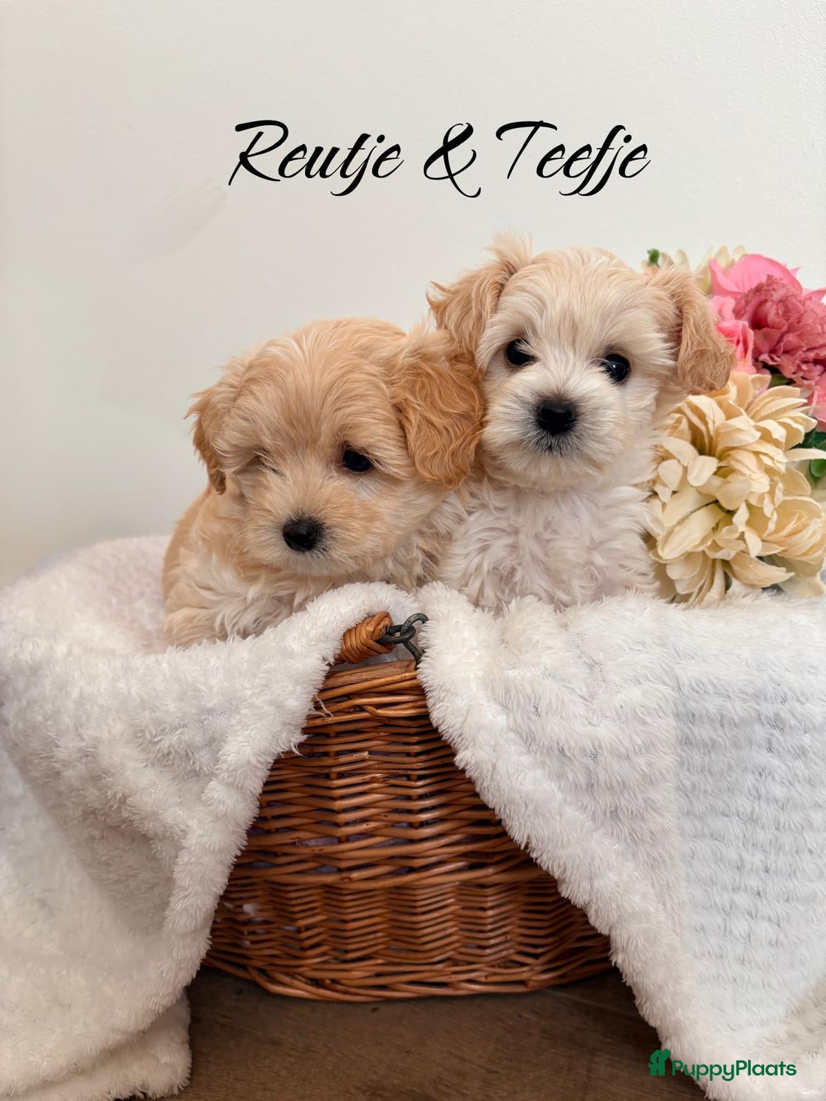 Maltipoo honden Schattige Maltipoo pups F1 (1x reutje & 1x teefje) - Advertentie 1