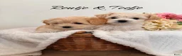 Maltipoo honden te koop: Schattige Maltipoo pups F1 (1x reutje & 1x teefje) - Advertentie 1