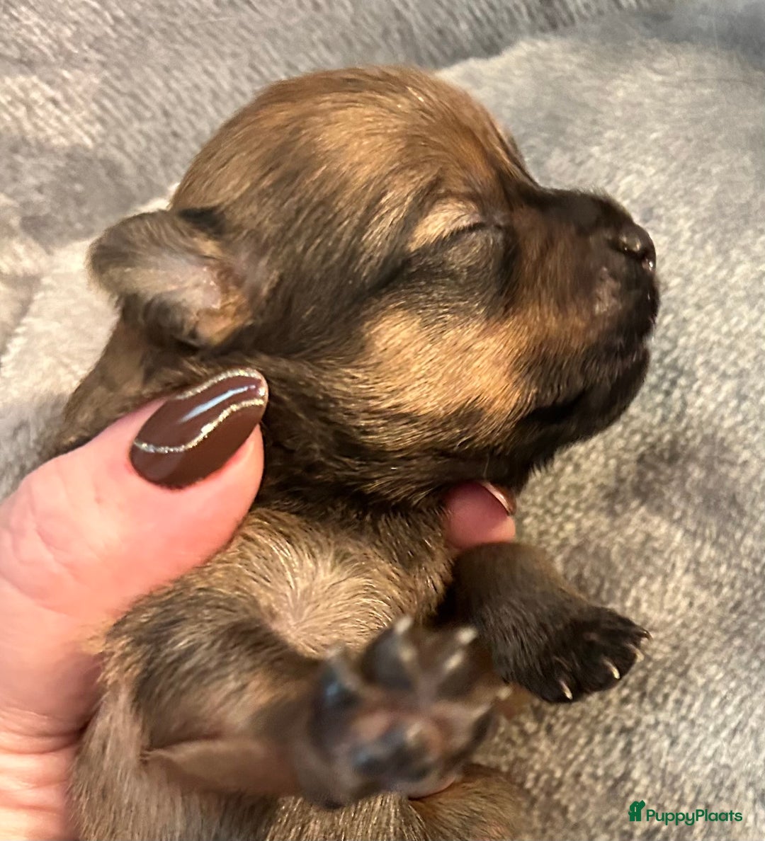 Pomchi honden te koop: Pomchi/pomeriaan - Advertentie 10