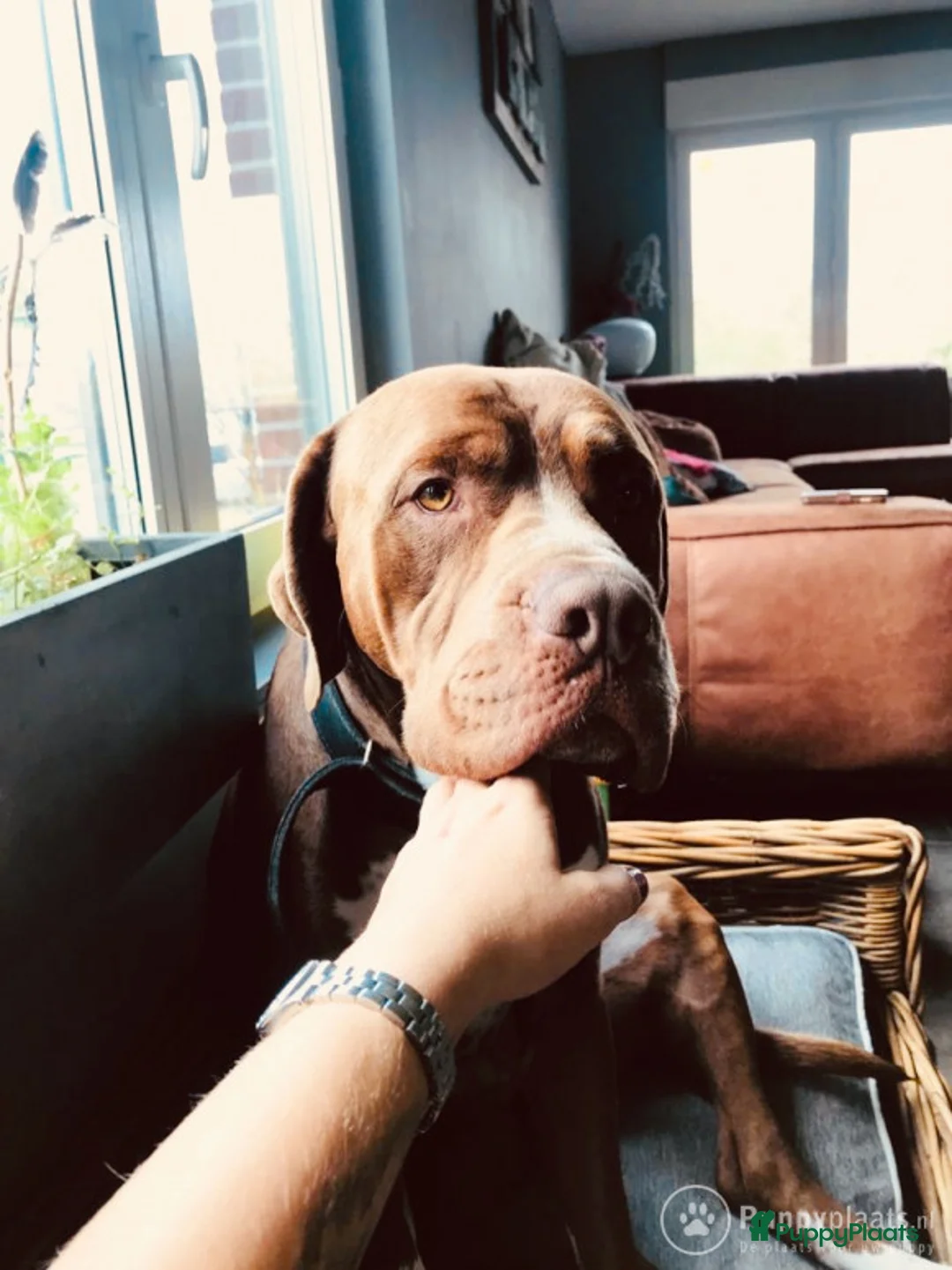 Kruising honden ter dekking: Bordeauxdog Dalmatiër in Nijkerk - Advertentie 4