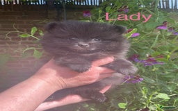 Pomeriaan honden te koop:  2 Prachtige pomeriaan/dwergkees pups. in Enkhuizen - Afbeelding 16