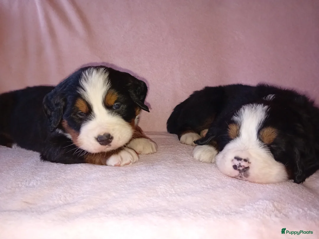 Berner Sennenhond honden te koop: Benner sennen pups - Advertentie 6