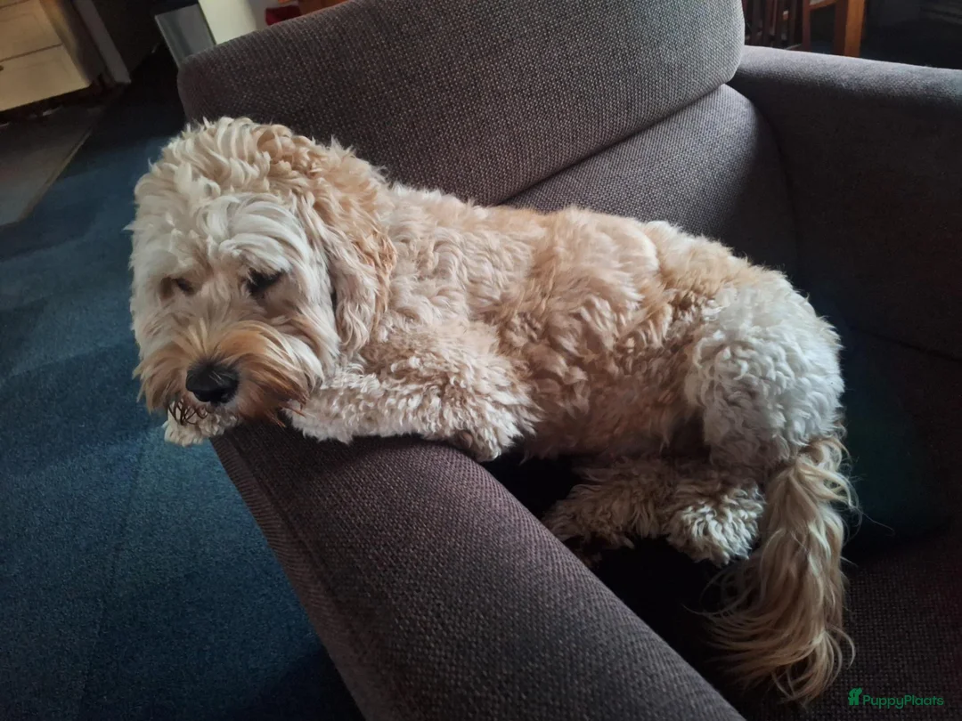 Kruising honden te koop: Verwacht Cockapoo x Australian labradoodle - Advertentie 1