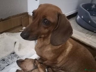 Teckel (korthaar) honden Teckels beschikbaar - Advertentie 1