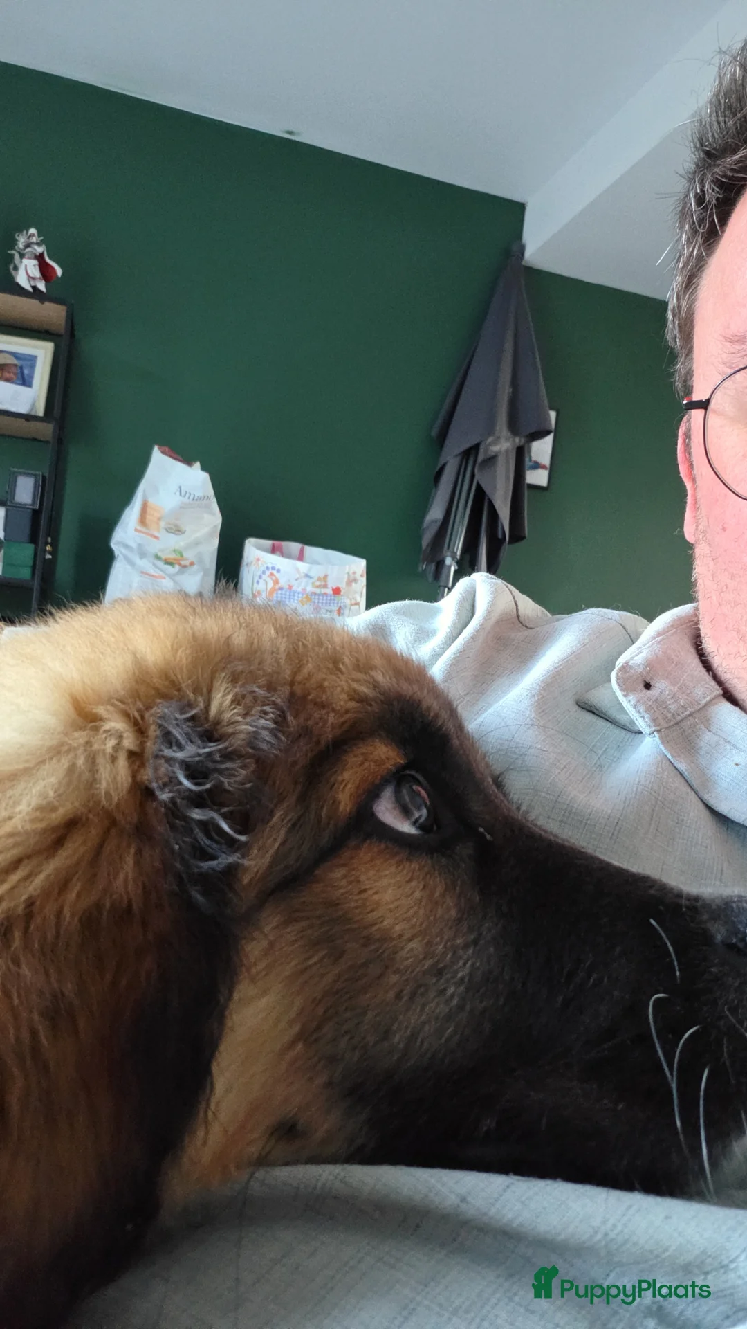 Kruising honden te koop: Kiara zoekt nieuwe huis in Wateringen - Advertentie 2