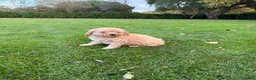 Labradoodle honden te koop: Dwergpoedel x Labradoodle pups - Advertentie 32