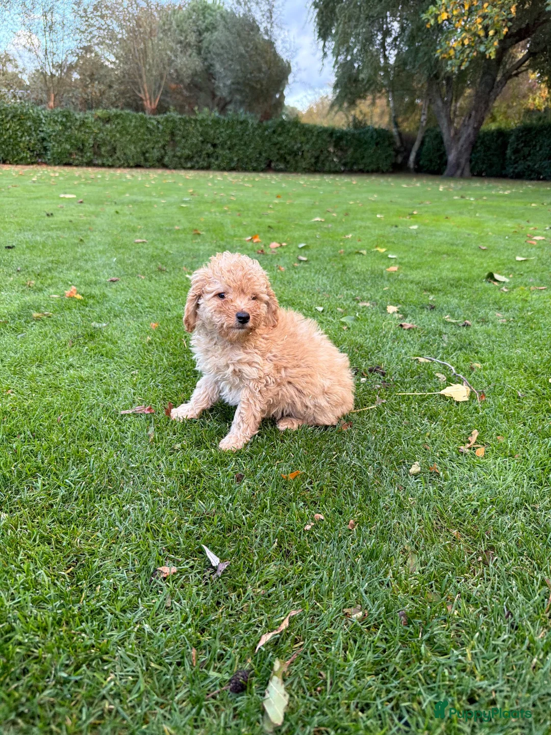 Labradoodle honden te koop: Dwergpoedel x Labradoodle pups - Advertentie 32