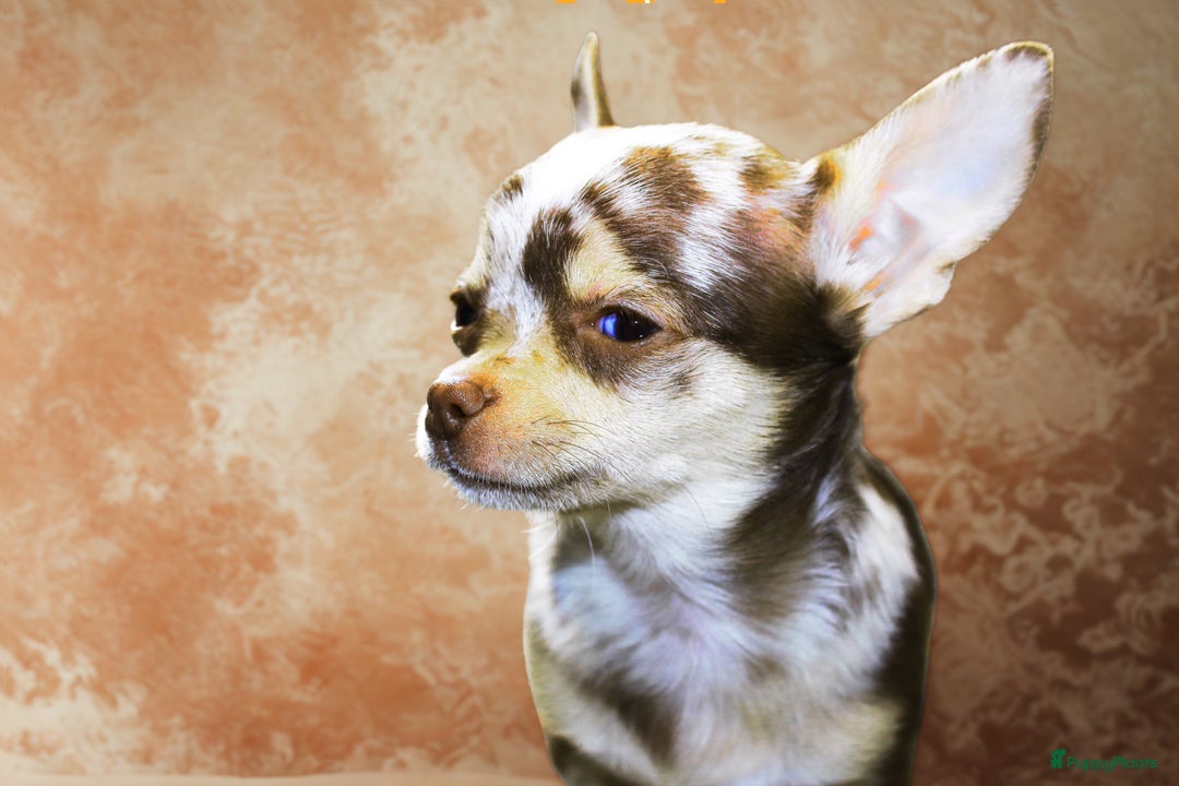 Chihuahua honden te koop: 6 lieve Chihuahua puppy’s - Advertentie 5