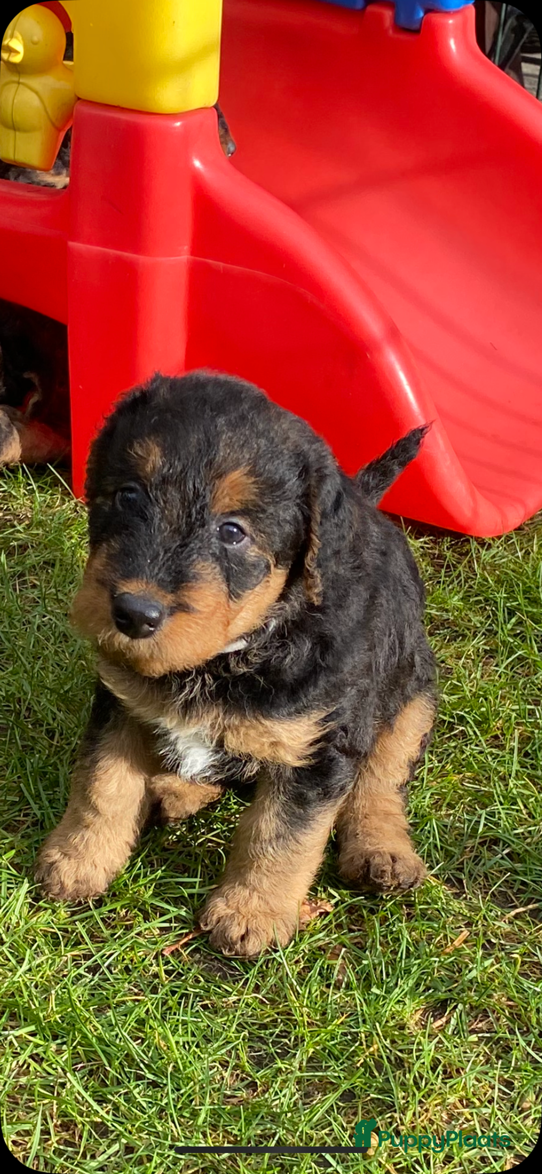 Airedale Terriër honden te koop: Airedale terriër pups  - Advertentie 13