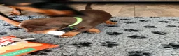 Dobermann honden te koop: 3 Dobermann pups  zoeken  een goud mandje  - Advertentie 16