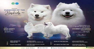 Samojeed honden - Advertentie 7