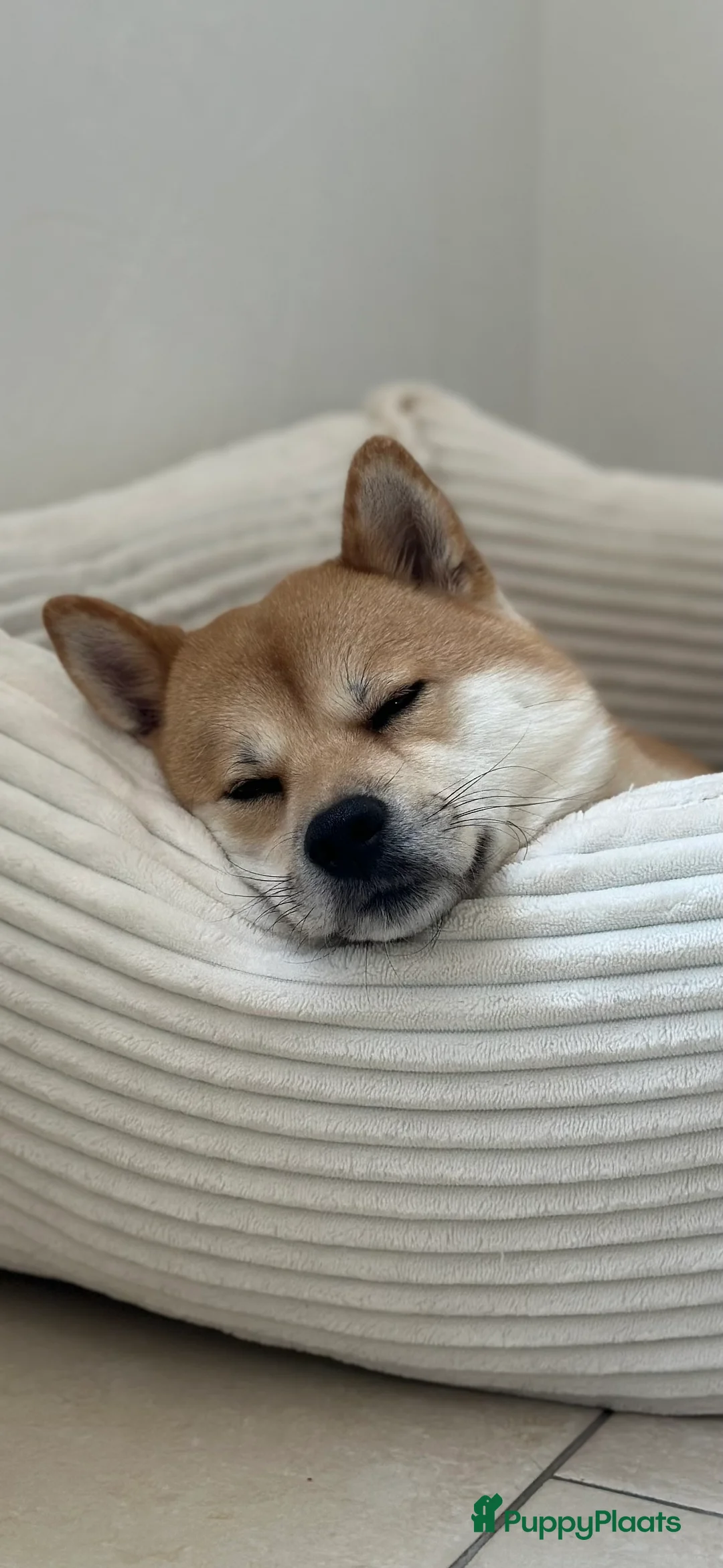 Shiba honden ter dekking: Dek reu Shiba Inu - Advertentie 4