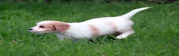 Kruising honden te koop: Kruising Cavalier King Charles Spaniel - Advertentie 6