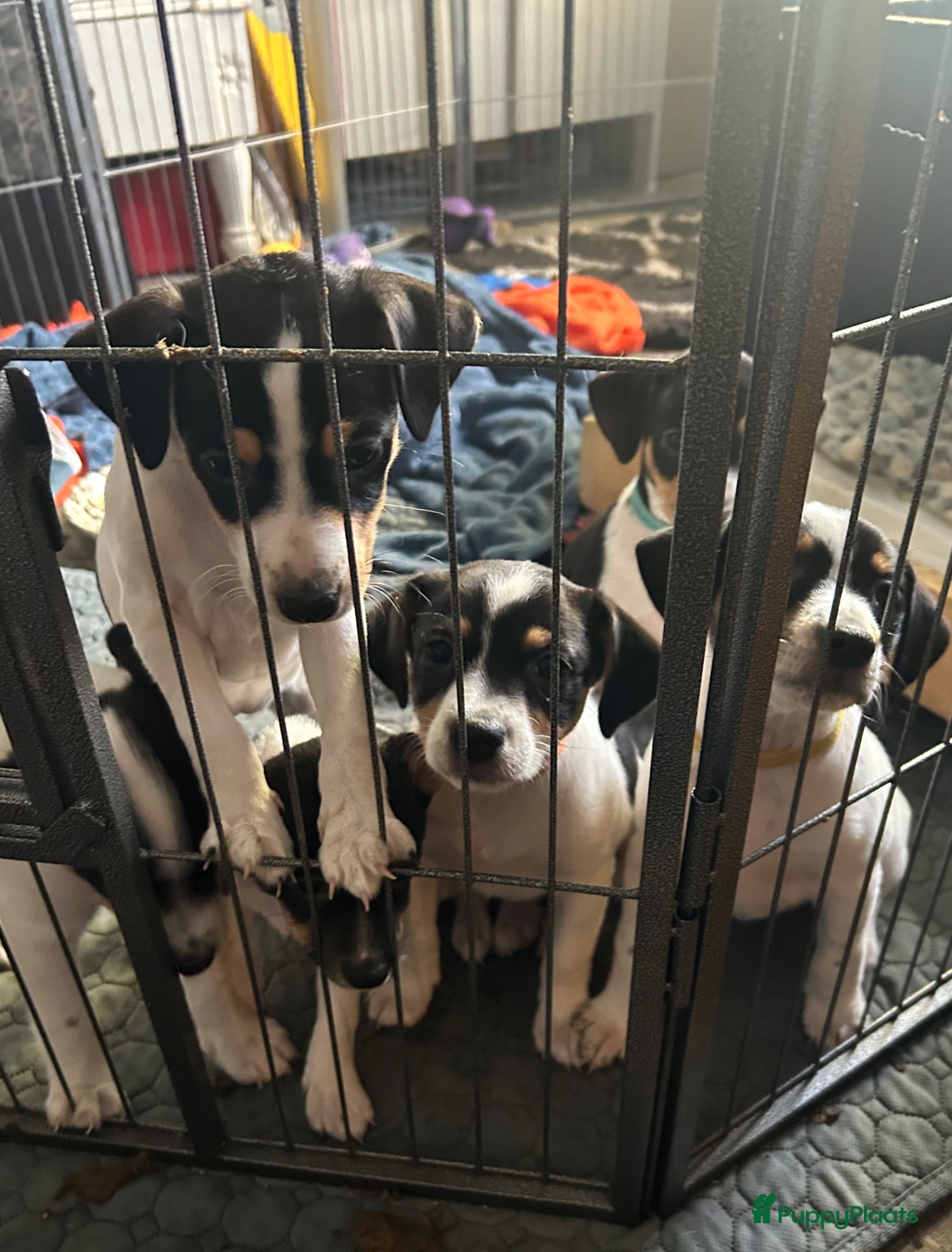 Boerenfox honden te koop: Boerenfox pups in Zuid-Beijerland - Advertentie 4
