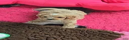 Maltipoo honden te koop: Mooie lieve maltipoo pup pups maltezer toy poedel  - Advertentie 22